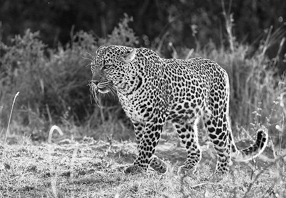 Leopard - Masaï Mara