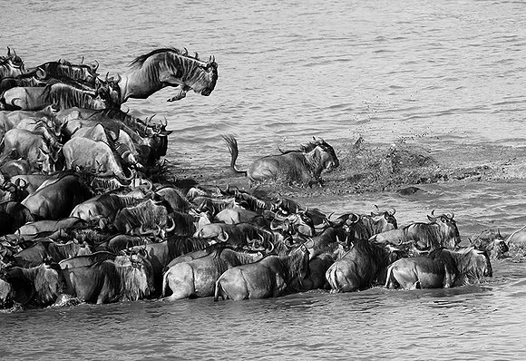 Masaï Mara : wildebeests migration