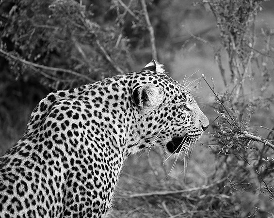 Leopard - Masaï Mara