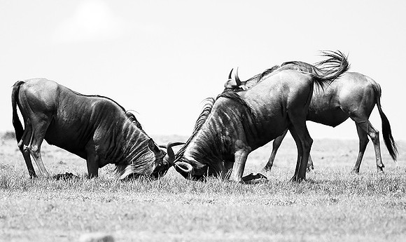 Wildebeest (gnou) - Masaï Mara