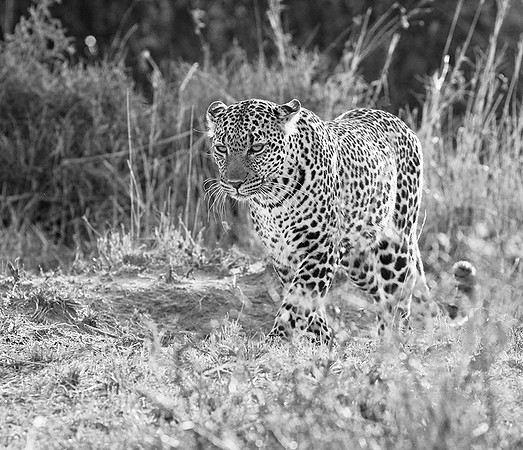 Leopard - Masaï Mara