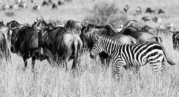 Wildebeest - Masaï Mara