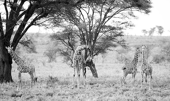 Meru NP