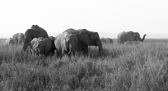 Elephants - Amboseli National Park