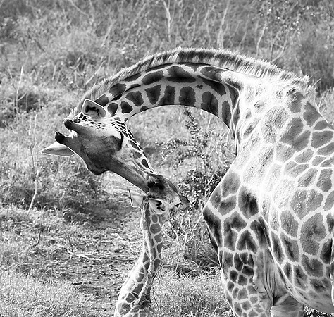 Nairobi NP