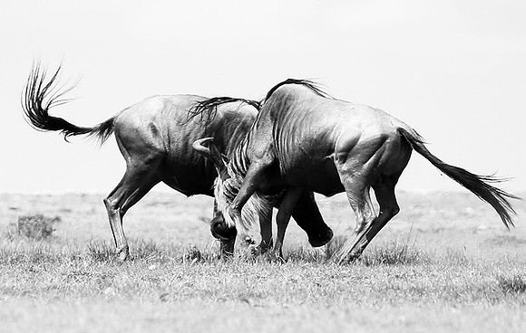 Wildebeest (gnou) - Masaï Mara