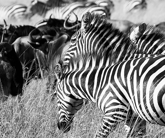 Zebras - Masaï Mara