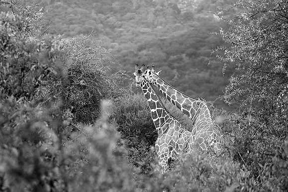 Northern Kenya