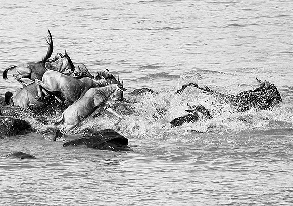 Masaï Mara - crossing the river
