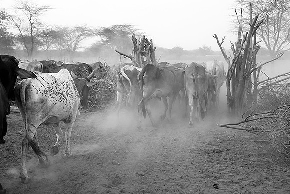 Cattle in a traditional Masaï village - South Rift Valley