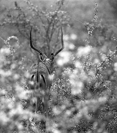 Meru Np - Impala