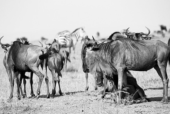 Wildebeests - MasaI Mara