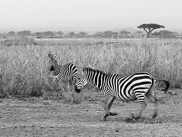 Running zebras - Amboseli