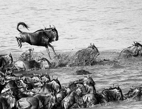 Masaï Mara - crossing the river
