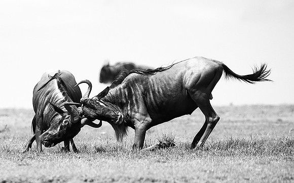 Wildebeest (gnou) - Masaï Mara