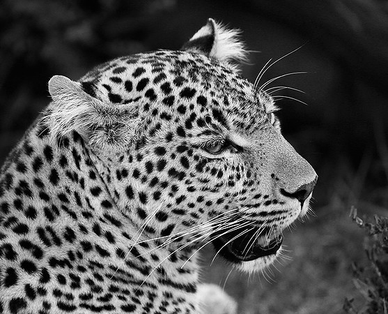 Leopard - Masaï Mara