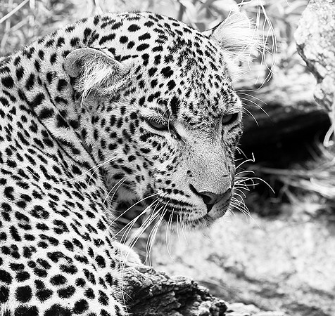 Leopard - Masaï Mara