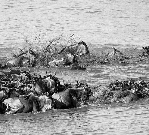 Masaï Mara - crossing the river