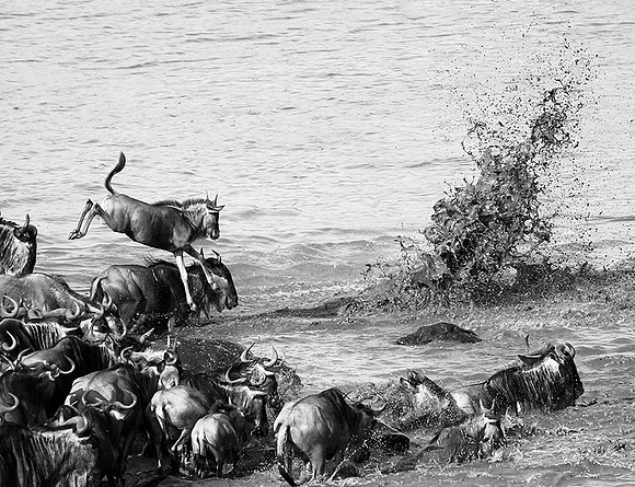 Masaï Mara - crossing the river