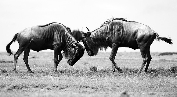 Wildebeest (gnou) - Masaï Mara