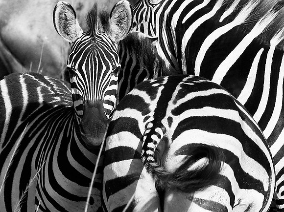 Zebras - Masaï Mara