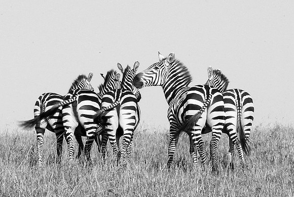 Zebras - Masaï Mara