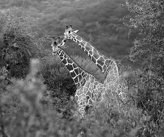 Northern Kenya
