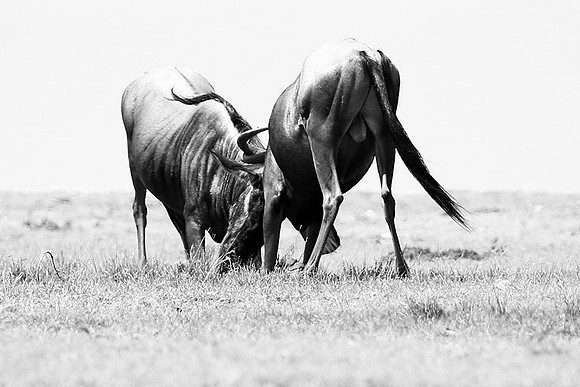 Wildebeest (gnou) - Masaï Mara