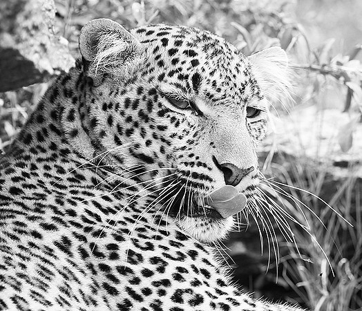 Leopard - Masaï Mara