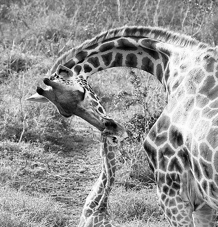 Nairobi NP