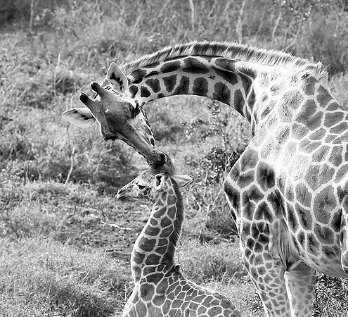 Nairobi NP