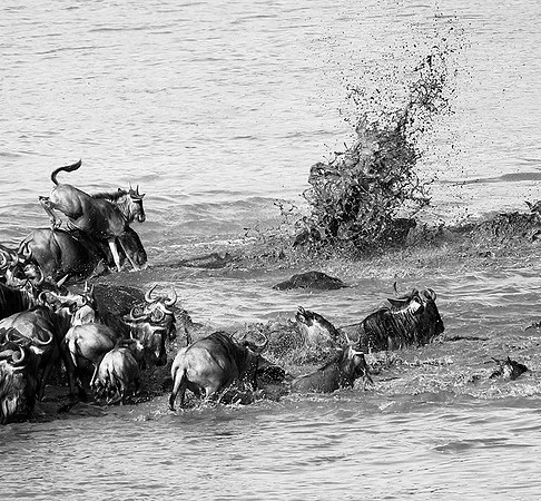 Masaï Mara - crossing the river
