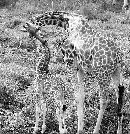 Nairobi NP