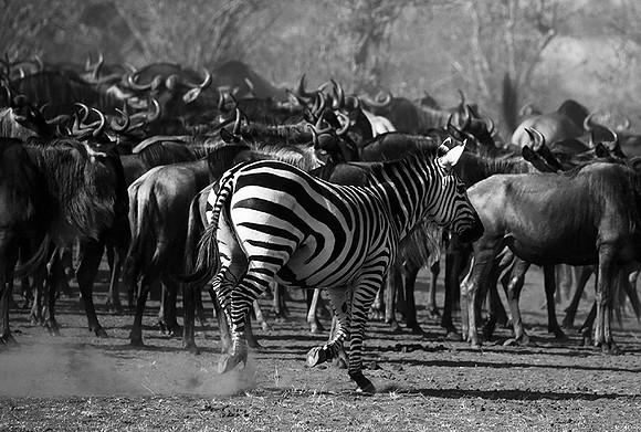 Masaï Mara : wildebeests migration