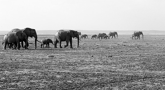 Elephants - Amboseli National Park