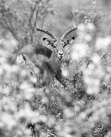 Meru Np - Impala