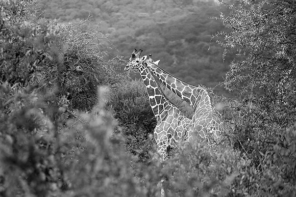 Northern Kenya
