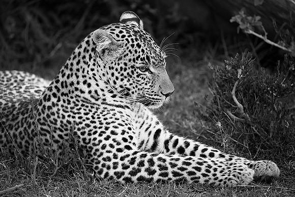 Leopard - Masaï Mara