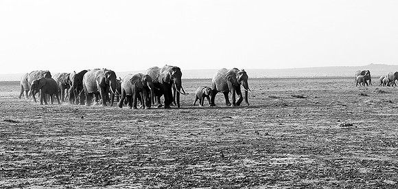 Elephants - Amboseli National Park