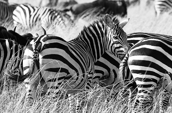Zebras - Masaï Mara