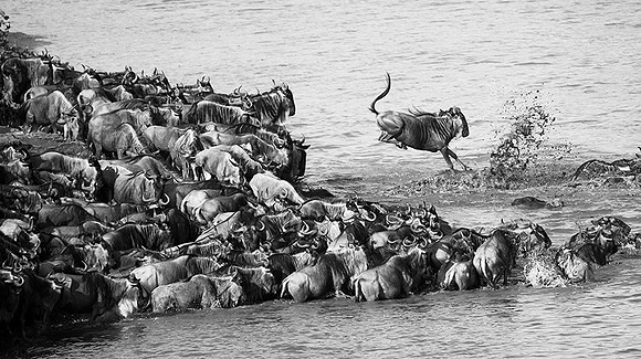 Masaï Mara : wildebeests migration