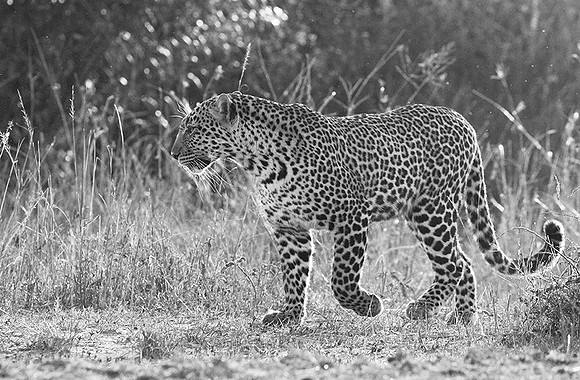 Leopard - Masaï Mara