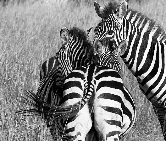 Zebras - Masaï Mara