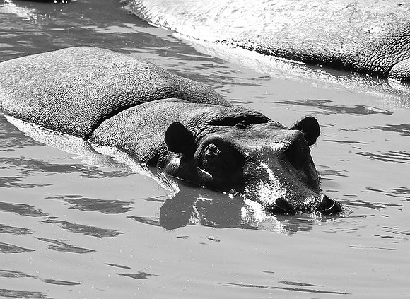 Hippos - Masaï Mara