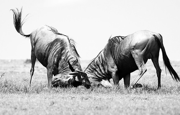 Wildebeest (gnou) - Masaï Mara