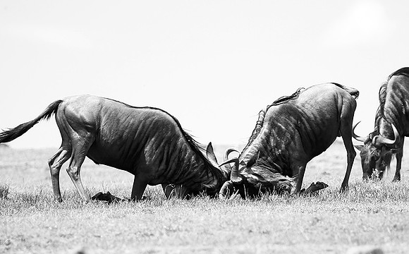 Wildebeest (gnou) - Masaï Mara
