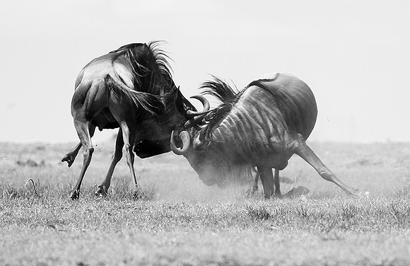 Wildebeest (gnou) - Masaï Mara