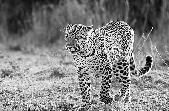 Leopard - Masaï Mara