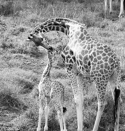 Nairobi NP