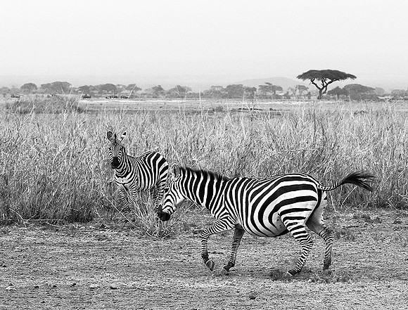 Running zebras - Amboseli